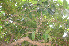 Ochrocarpos longifolius